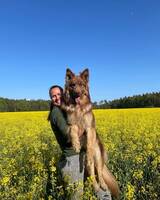 En 3-årig patrullhund med unik färg.