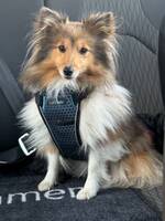 Shetland sheepdog Dixie