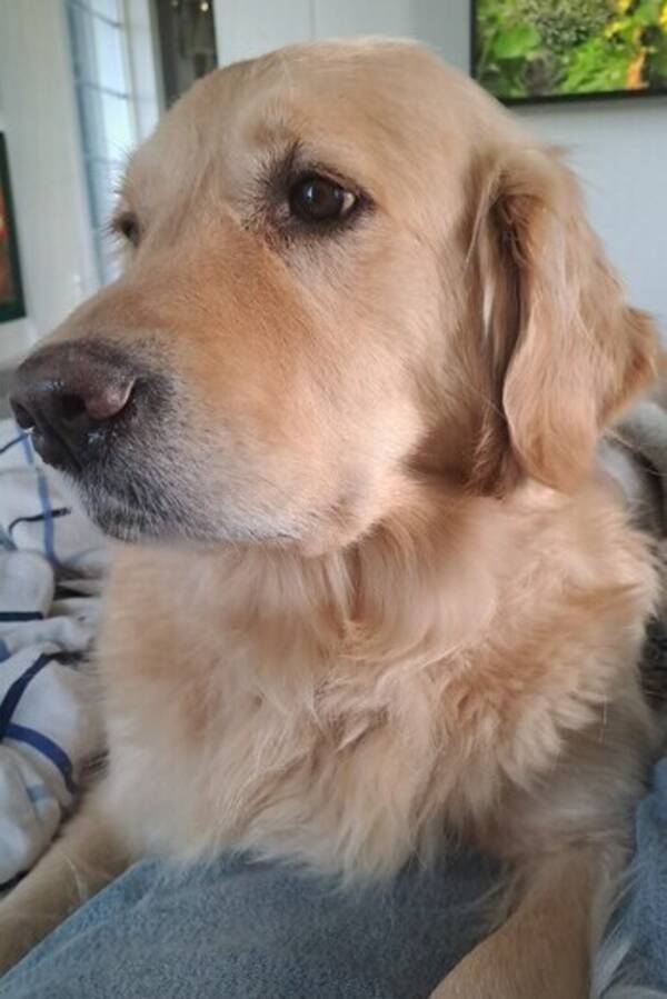 Hund - Golden retriever Adele