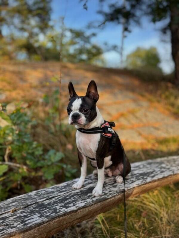 Hund - Esther - bostonterrier