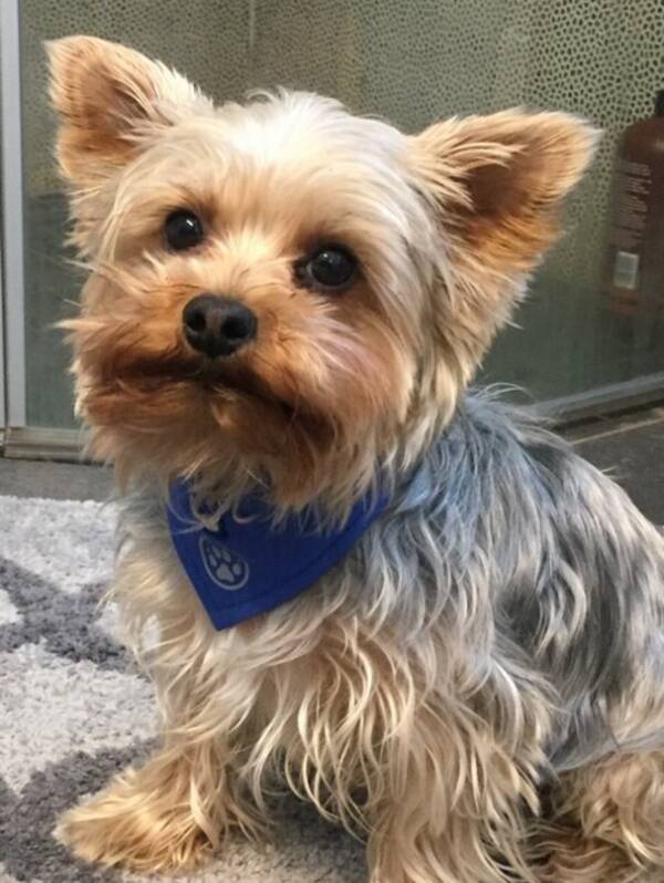 Hund - Yorkie Leo