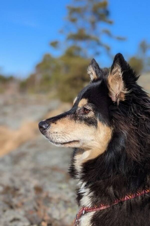 Hund - Lapsk Vallhund