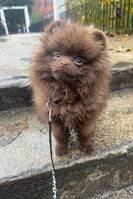 Pomeranian Pomeranian