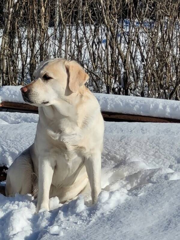 Hund - Labradoren Hilda