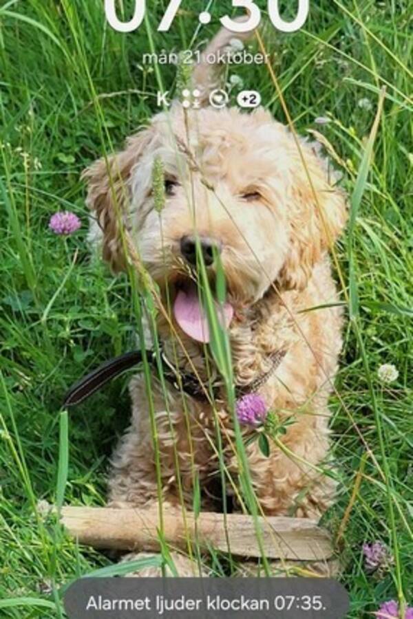 Hund - Juno cockerpoo 