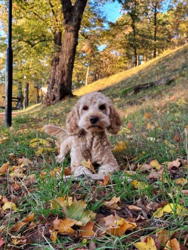 Hund - Juno cockerpoo 