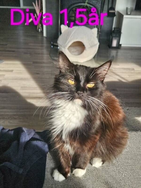 Katt - Diva og Chanel  Katt - Diva og Chanel