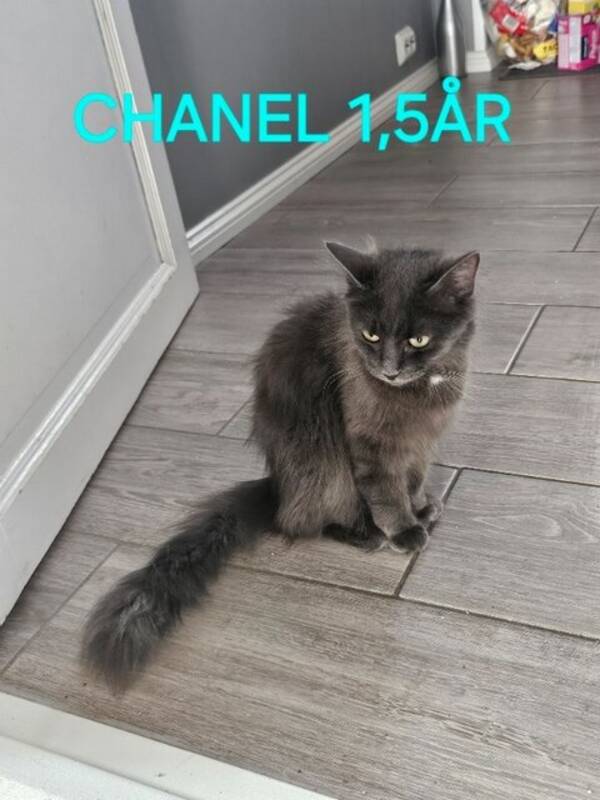 Katt - Diva og Chanel  Katt - Diva og Chanel