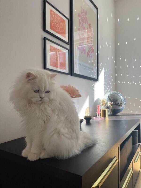 Katt - Dragen Katt - Dragen