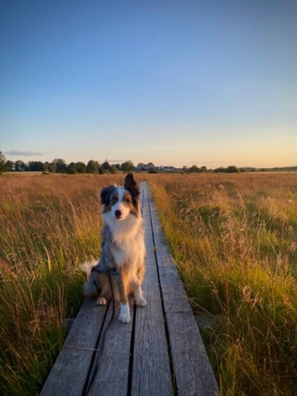 Hund - Border collie/MAS Enzo