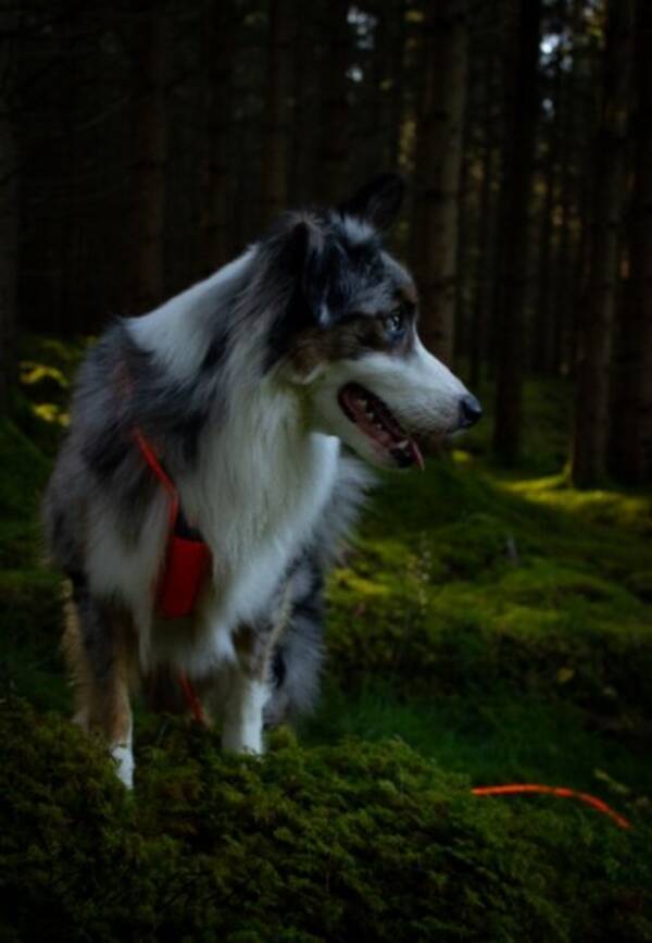 Hund - Border collie/MAS Enzo