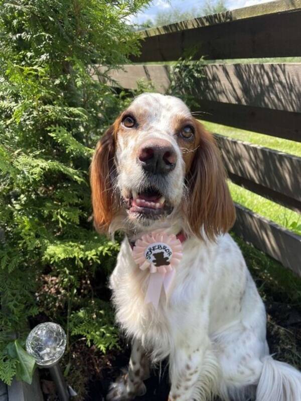 Hund - Engelsk setter Theo