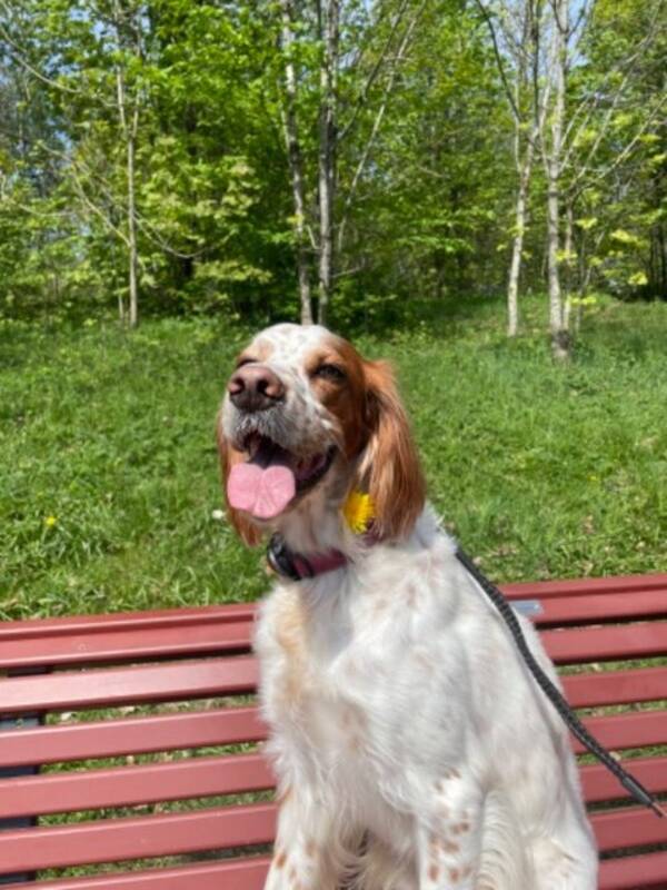 Hund - Engelsk setter Theo