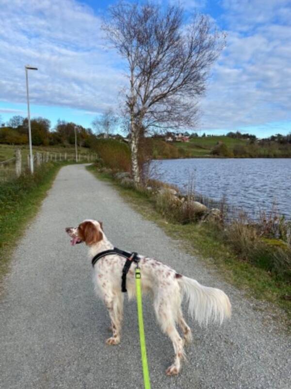 Hund - Engelsk setter Theo