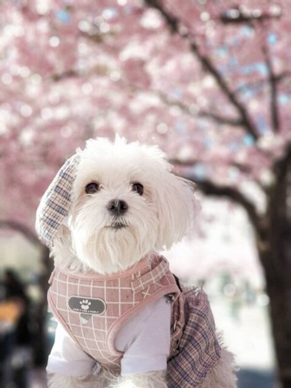 Hund - Maltesern Nelly