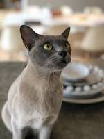 Burman Missy Missy Burman Missy Missy