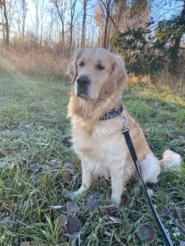 Hund - Scott, Golden retriever 