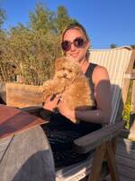 Blandras pudel/pomereinian Blandras pudel/pomereinian