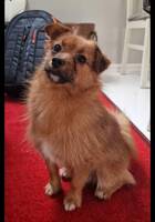 Blandras Charli Blandras Charli