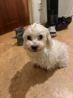 Maltesern Chanel Maltesern Chanel