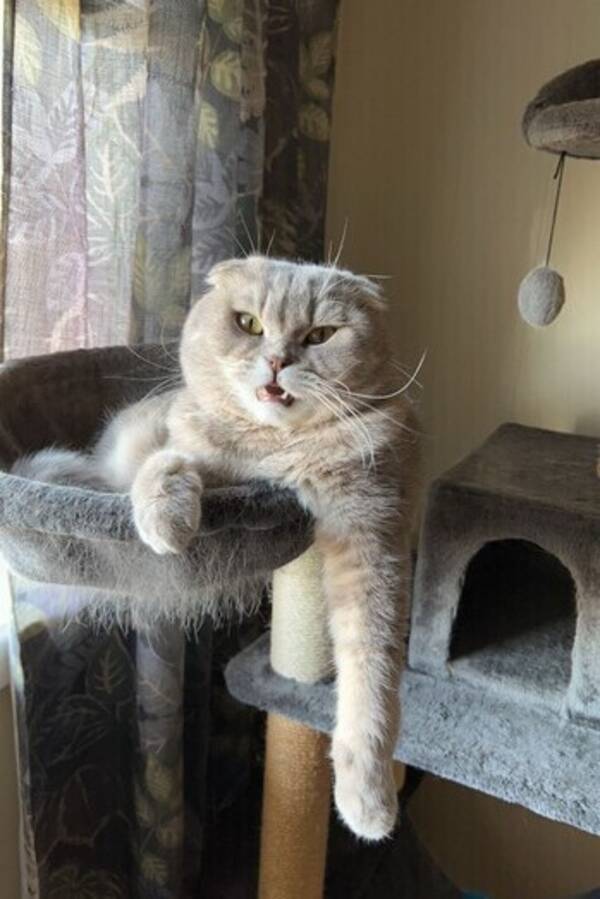 Katt - Scottish Fold