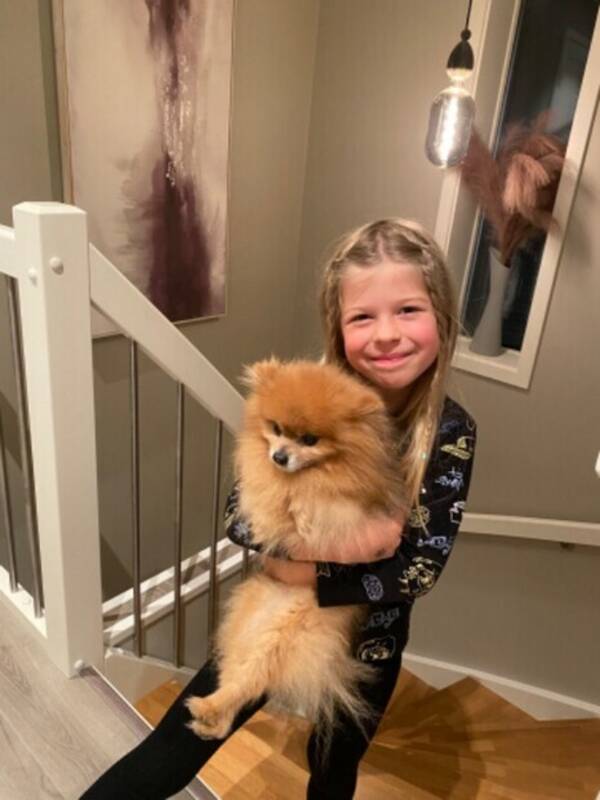 Hund - Pomeranian Hund - Pomeranian