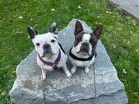 2 bostonterrier 2 bostonterrier