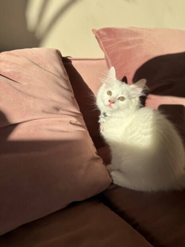 Katt - Hvit katt Katt - Hvit katt