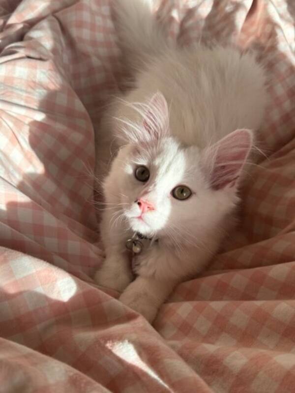 Katt - Hvit katt Katt - Hvit katt