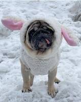 Mopsen Esteban Mopsen Esteban