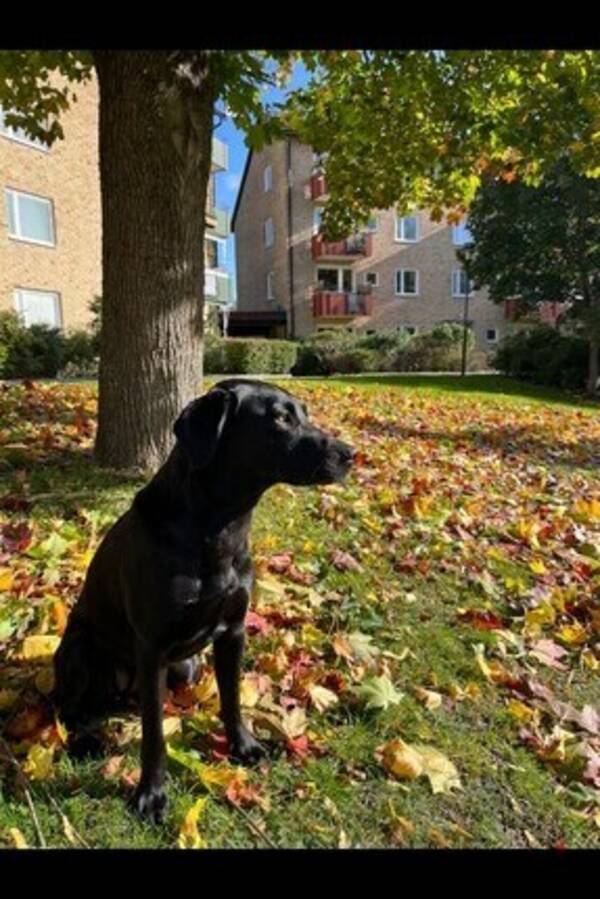 Hund - Jaktlabradoren Paisley