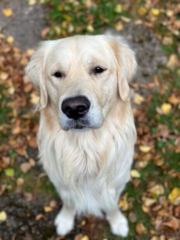 Hund - Golden Loui