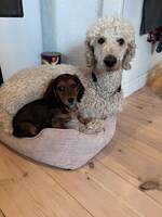 Storpudel Otto och Kanintaxen Rut Storpudel Otto och Kanintaxen Rut