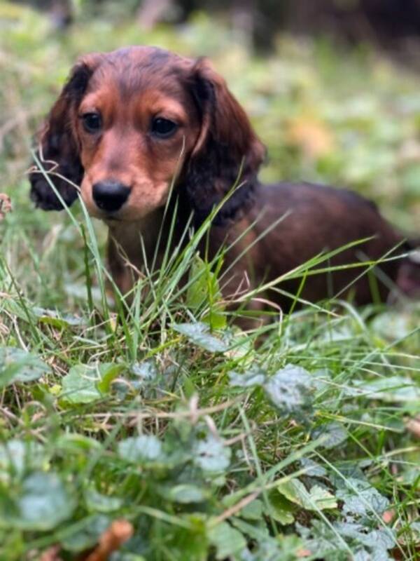 Hund - Storpudel Otto och Kanintaxen Rut