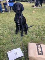 Blandrasen Lucy Blandrasen Lucy