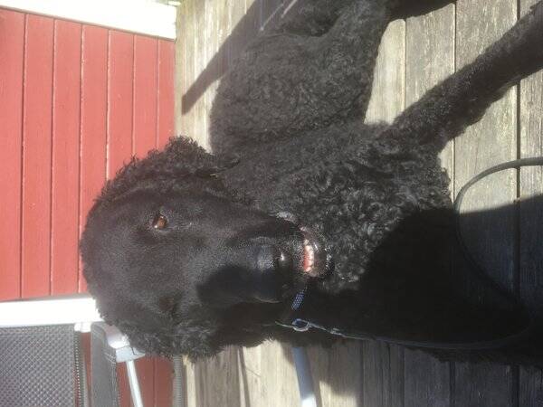 Hund