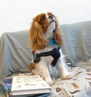 Cavalier K C S tiken Ciara. Cavalier K C S tiken Ciara.