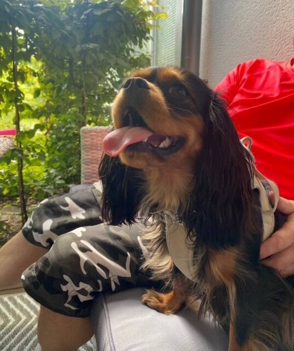 Hund - Cavalier K C S tiken Mila 