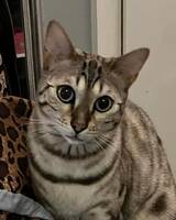 Snöbengalen Sessan Snöbengalen Sessan