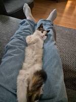 Katten Luna Katten Luna