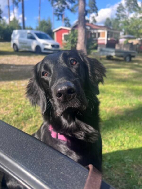 Hund - Flatcoated Retriever Bella 