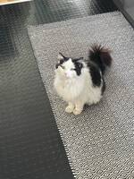 Zorro & Malaika & Link Zorro & Malaika & Link