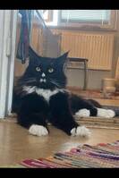 Coola Harry Coola Harry