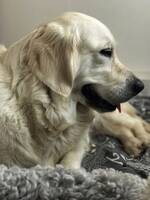 Goldentiken Flora Goldentiken Flora