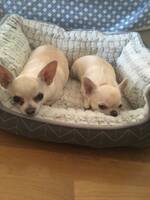 Abbie och Azileja Abbie och Azileja