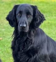 Flat coated retrievern Penny Flat coated retrievern Penny