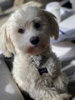 Buddha the dog Buddha the dog