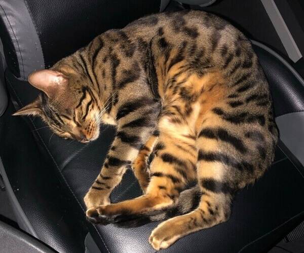 Katt - Hercules Bengalkatt