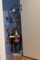 Nalla standard amtikanbully Nalla standard amtikanbully