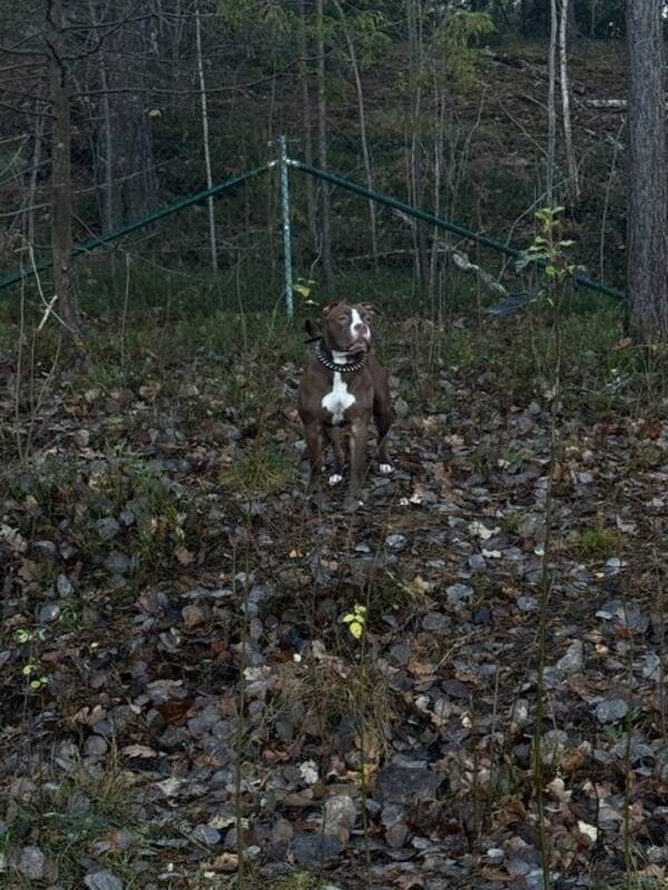 Hund - Nalla standard amtikanbully